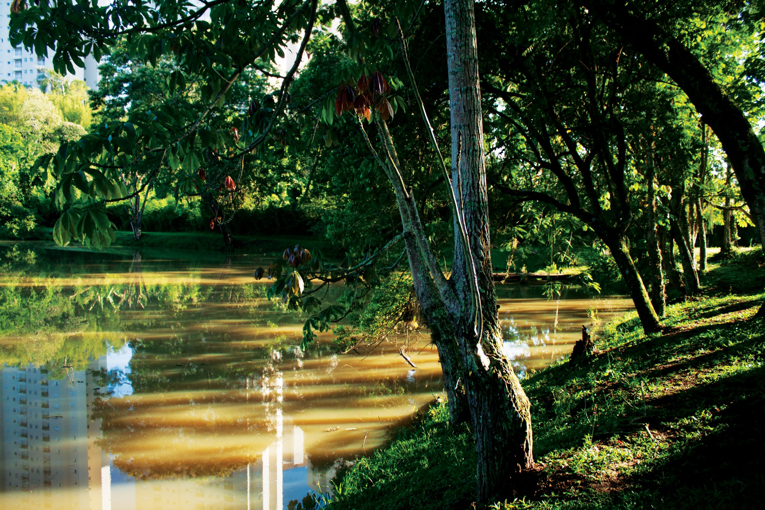 Vida na natureza